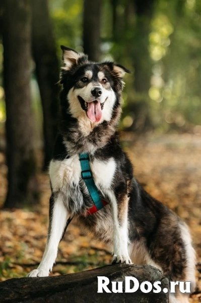 Чудесная собака в поисках семьи! фотка