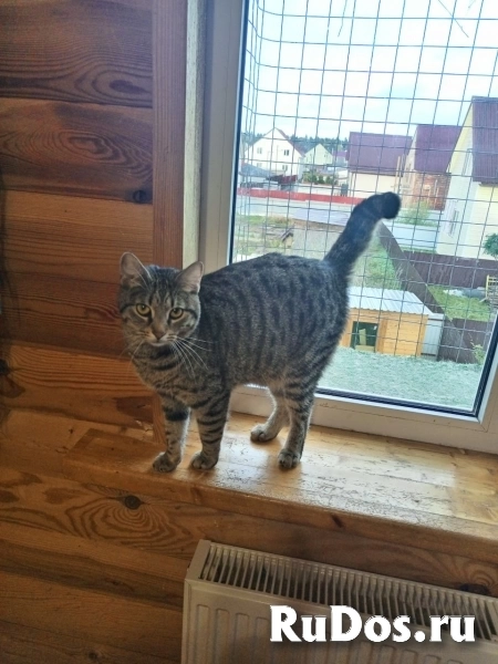 Котики неразлучники фотка