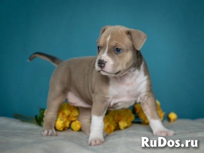 Красивые детки Амстаффтерьера ркф фотка