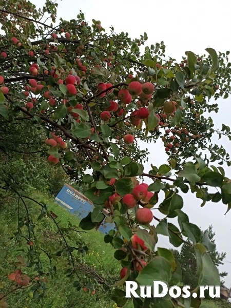 Продам земельный участок 10 соток, СНТ Восход, Червишевский тракт изображение 7