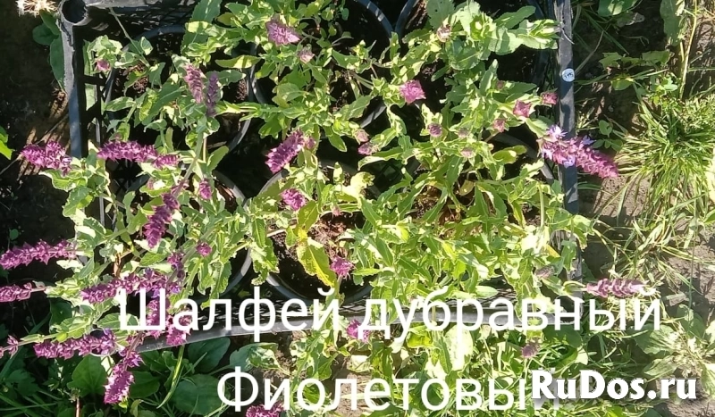 , купить растения изображение 5