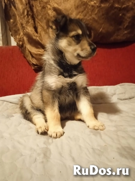 щенки метисы изображение 6
