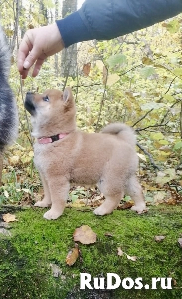 Сиба ину щенок мальчик здоровый чистокровный родители чемпионы изображение 3