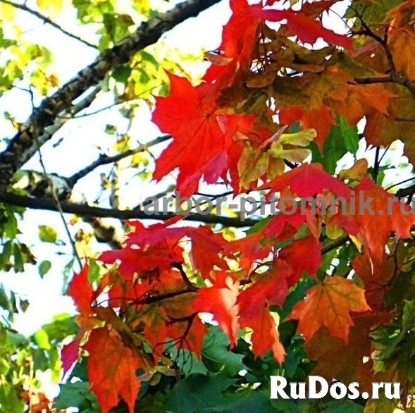 , купить растения изображение 4