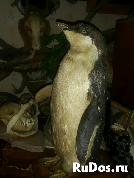 Сдаю в аренду для кино фотосессий чучела животных антиквариат... фотка