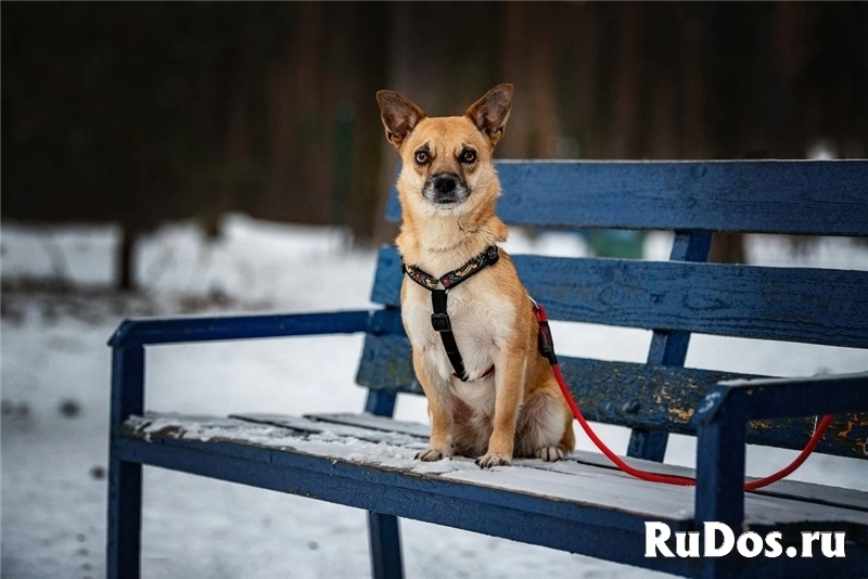 Маленькая собака Сури в добрые руки. изображение 6