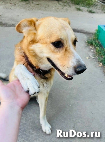 Собака. Мальчик 2 года ищет дом фотка