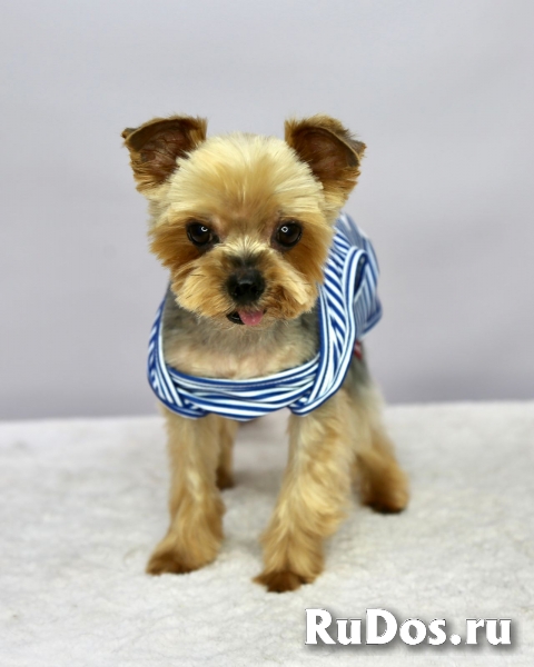 Чудесный пёсик Филимоша в добрые руки фотка