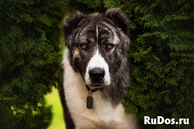 Кавказский волкодав в добрые руки. фотка