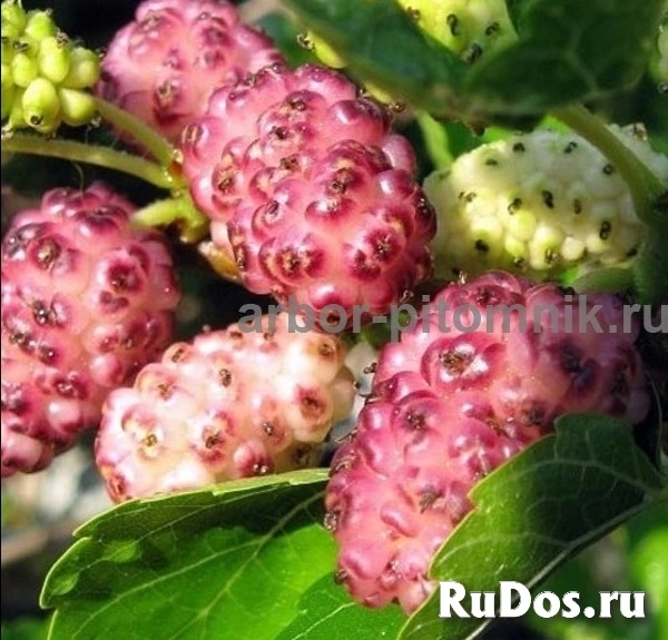 , купить растения изображение 8