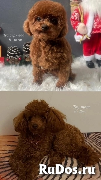 Красный той-пудель изображение 7