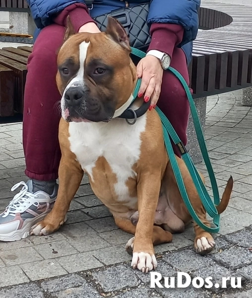 Тигровая малышка аст  ркф изображение 3