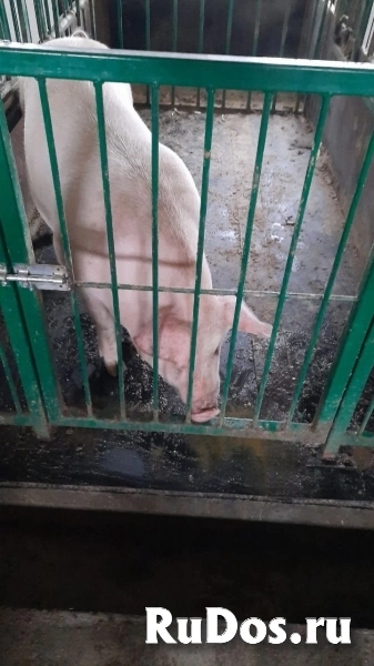 Напольное покрытие для животноводческих ферм фото