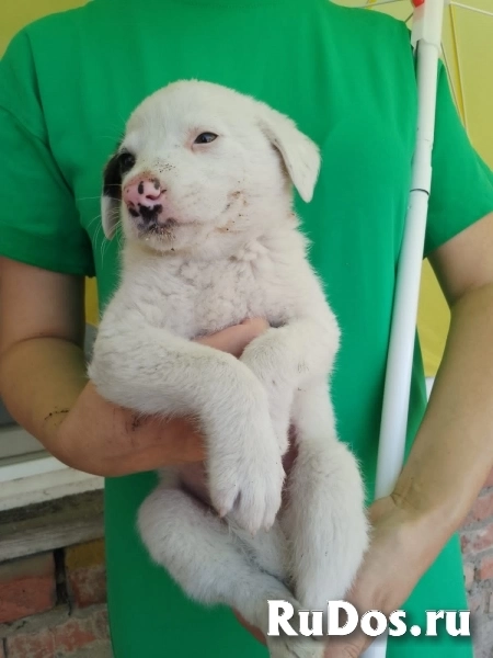 Щенки. мальчики. Ищем ручки фото