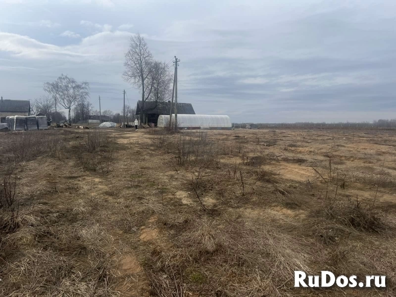 Продается ЛПХ, земля засажена голубикой и туями изображение 4