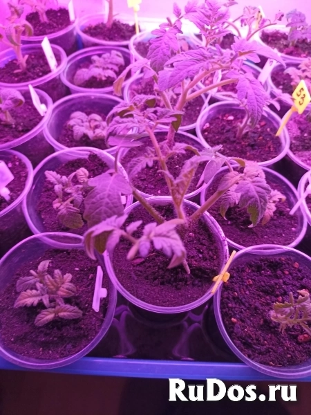 Рассада Гномы Дварф изображение 5