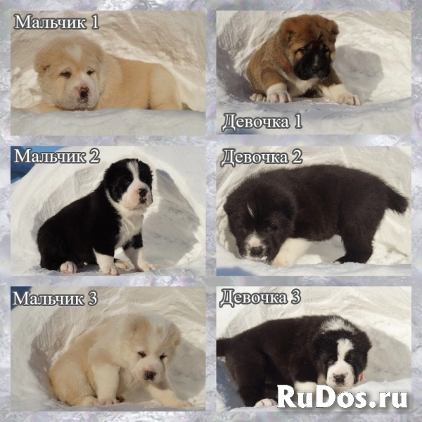 Алабай, Щенки алабая, Сао фото