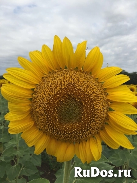 Семена  гибрид  подсолнечника  Кубанский 930 купить фото