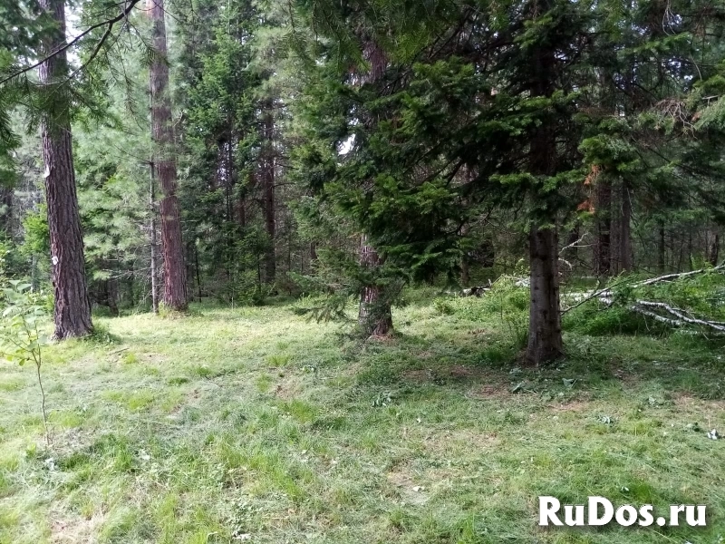 Продаются участки под турбизнес на Алтае возле Телецкого озера изображение 7