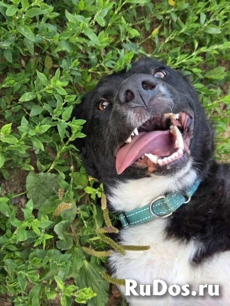 Ночка - очень добрая и очень “своя”. Та, с кем легко и радостно каждый день. изображение 4