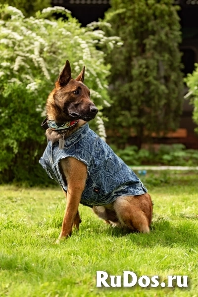 Красавчик Анзор ищет дом. изображение 10