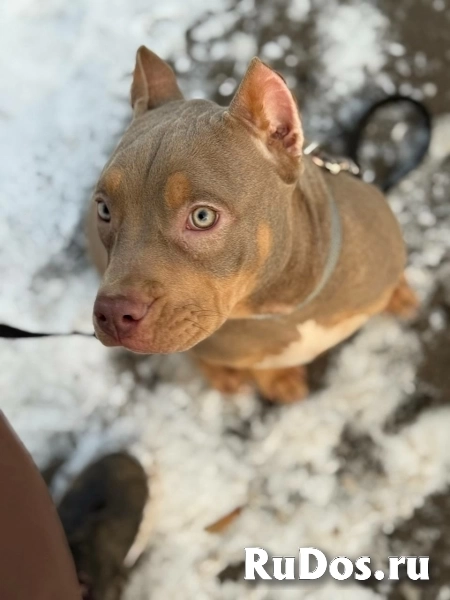 Лиловый триколор девочка Амбулли 6 месяцев изображение 3