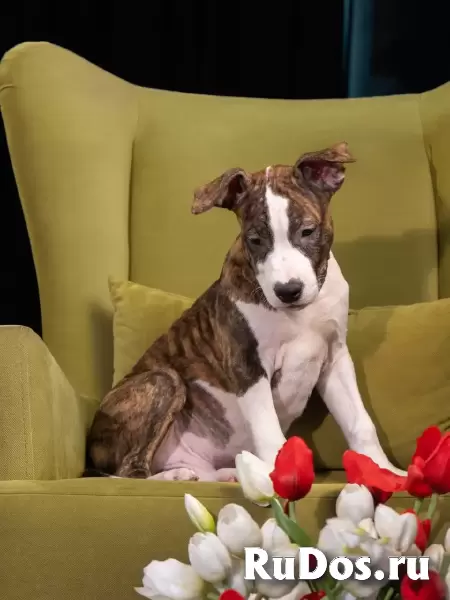 Шикарные тигровые и рыжие щенки Амстаффтерьера ркф изображение 3