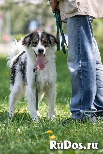 Знакомьтесь – наш замечательный пёс Левушка, который мечтает о любящей семье! изображение 7