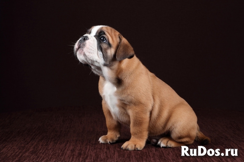 Щенки Континентального Бульдога изображение 5