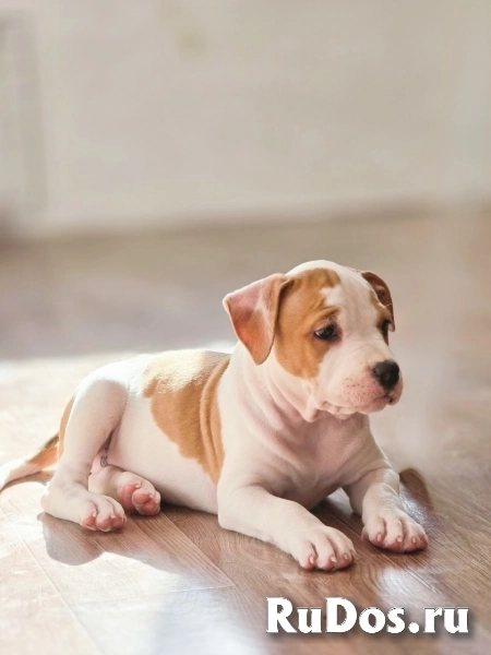 Красивые Щенки Амстаффтерьера ркф изображение 3