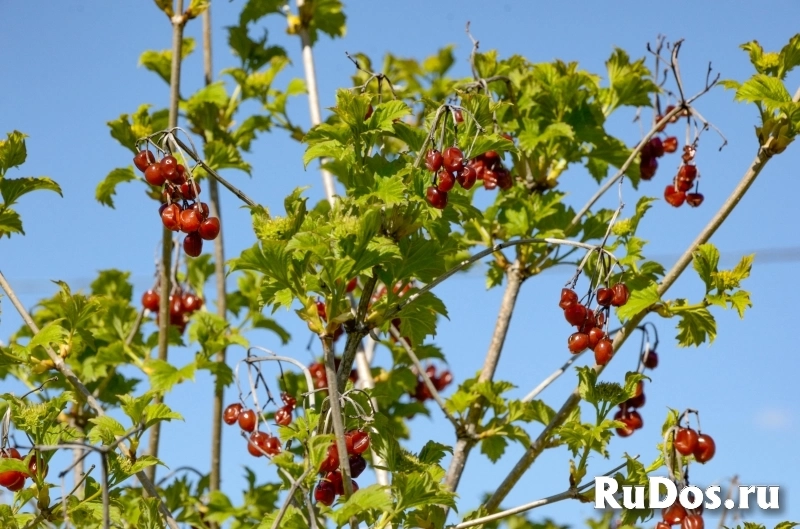 Участок близ Истринского водохранилища изображение 7