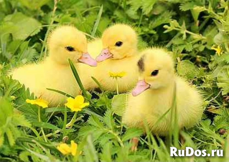 Гусята, Цесарята, Индюшата, Утята Птенцы домашней птицы фото