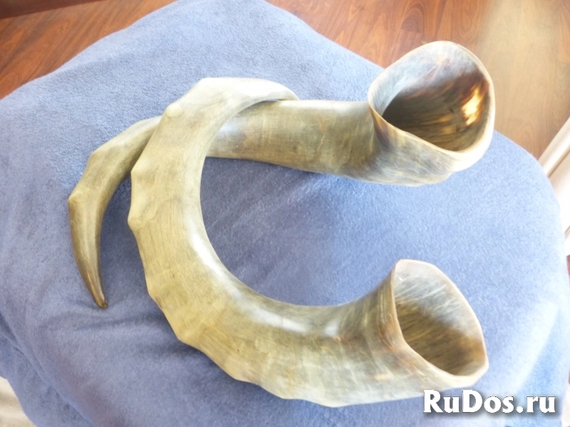 Парные рога буйвола фото