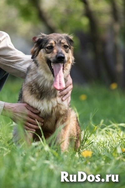 Чудесная собака Мила ищет семью. изображение 9