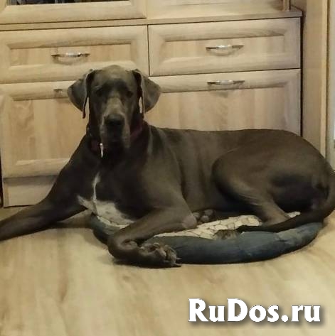 Ищет дом немецкая догиня Кася! изображение 3