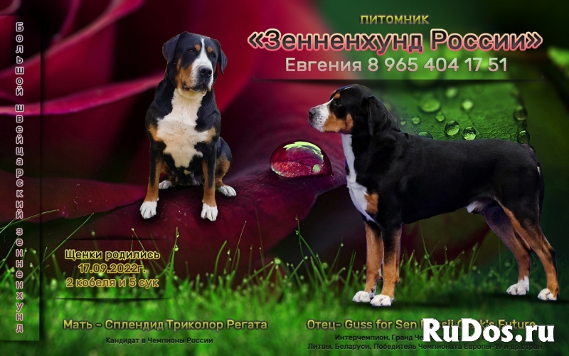 Большой Швейцарский Зенненхунд (щенки) фото