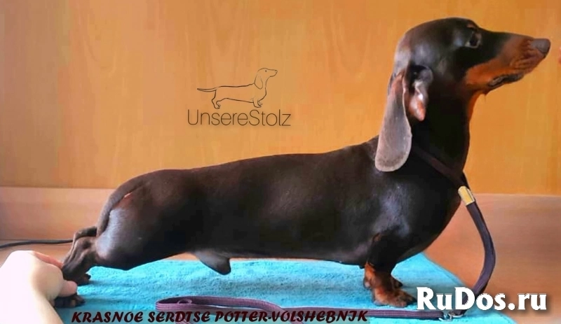 Такса миниатюрная- шоколадные щенки фото