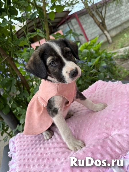 Щенки. Девочки. Ищем ручки и дом. изображение 5