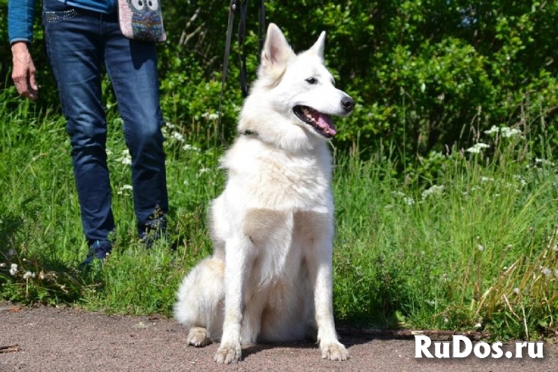 Замечательная лаечка Люся ищет дом! изображение 4