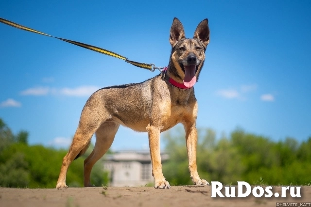 Позитивная и жизнерадостная собака Кэнди в добрые руки изображение 3