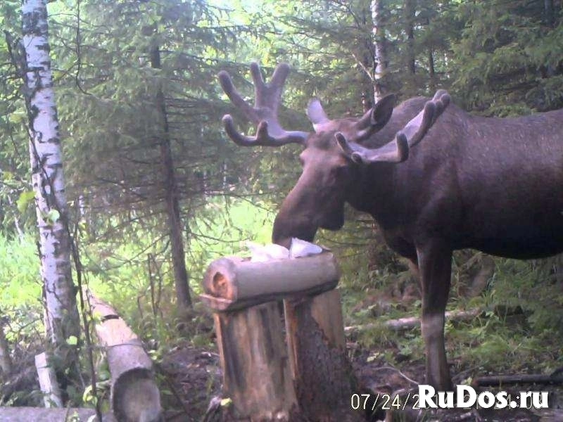 Соль для охоты. Лизунцы для солонцов изображение 4