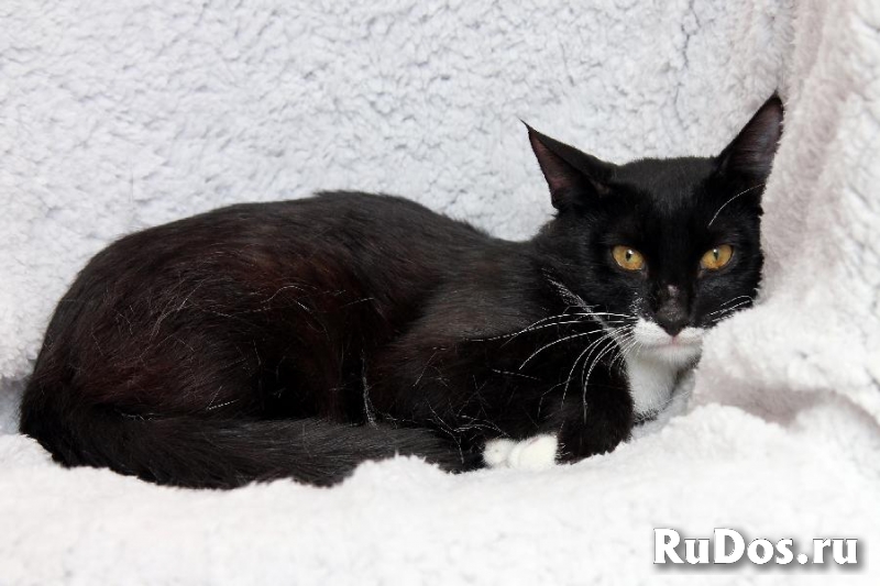 Забавный котик-подросток Джек, ищет свою семью! фотка