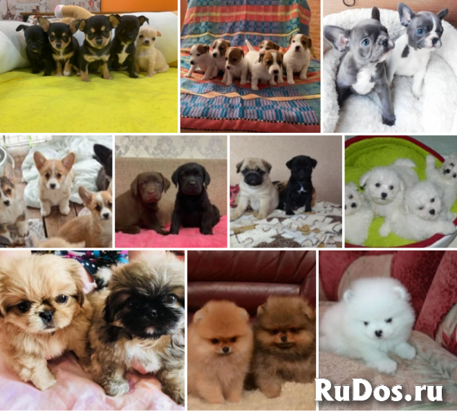 Питомник щенков доставка изображение 3