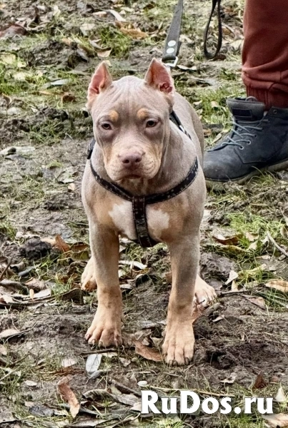 Лиловый триколор девочка Амбулли 6 месяцев изображение 4