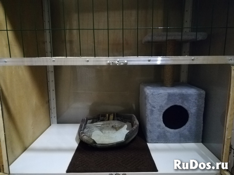 Гостиница-Передержка для кошек и маленьких собак изображение 4