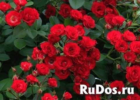 ЛПХ Всеволожский плодопитомник изображение 3