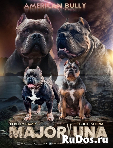 Щенки Американского булли из питомника фотка