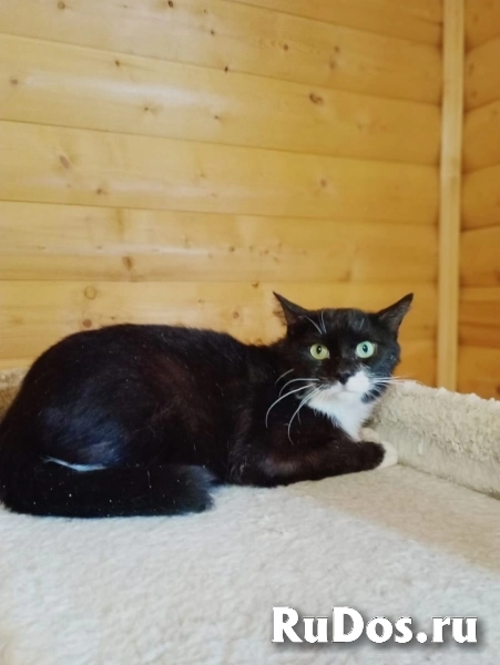 Котик Оствинд фотка