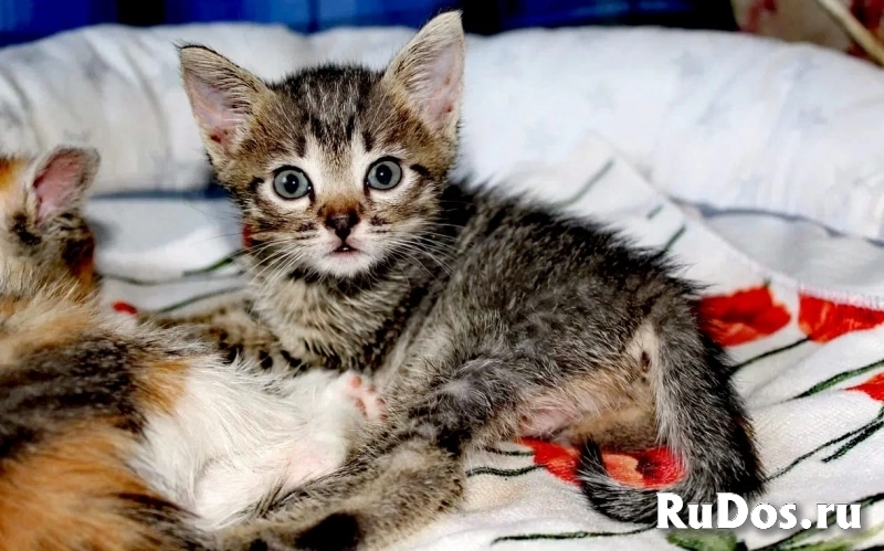 котята в дар изображение 3