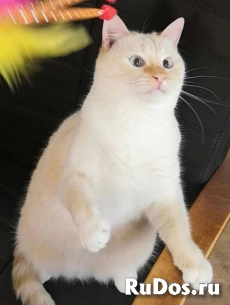 Весёлый и смешнючий Кот Лучик в дар изображение 3